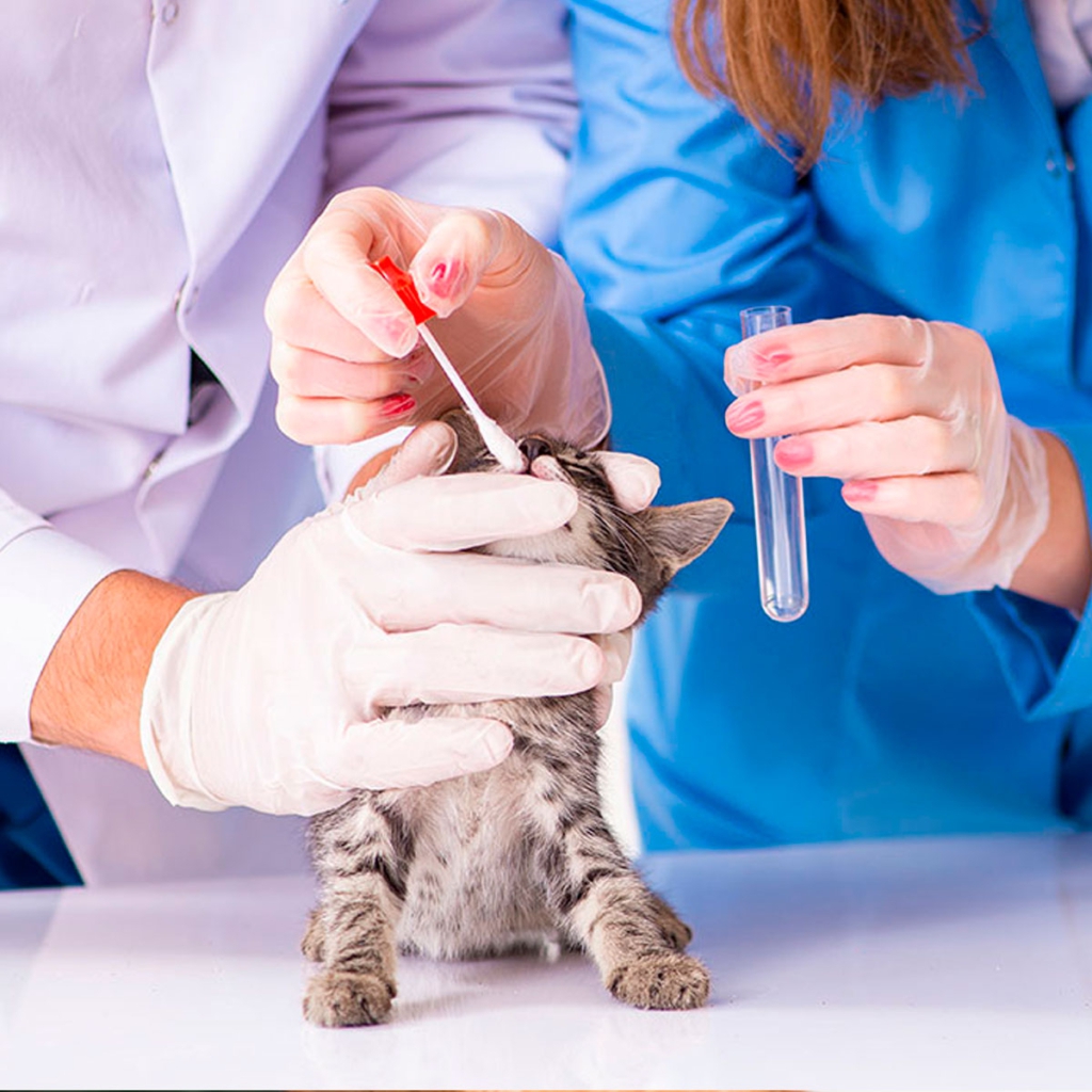 ANALISIS CLINICOS CLINICA VETERINARIA SUPER ALFA (2)