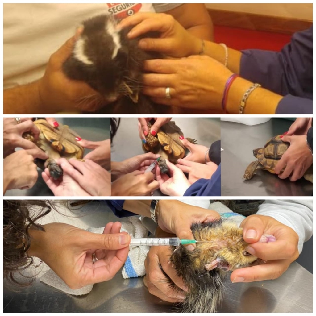 ANALISIS CLINICOS CLINICA VETERINARIA SUPER ALFA (3)