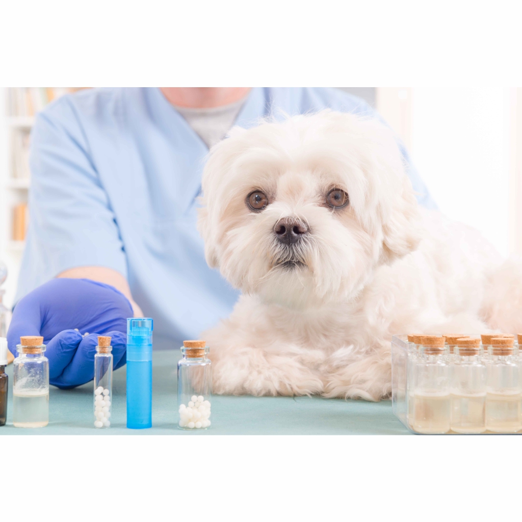 ANALISIS CLINICOS CLINICA VETERINARIA SUPER ALFA (4)
