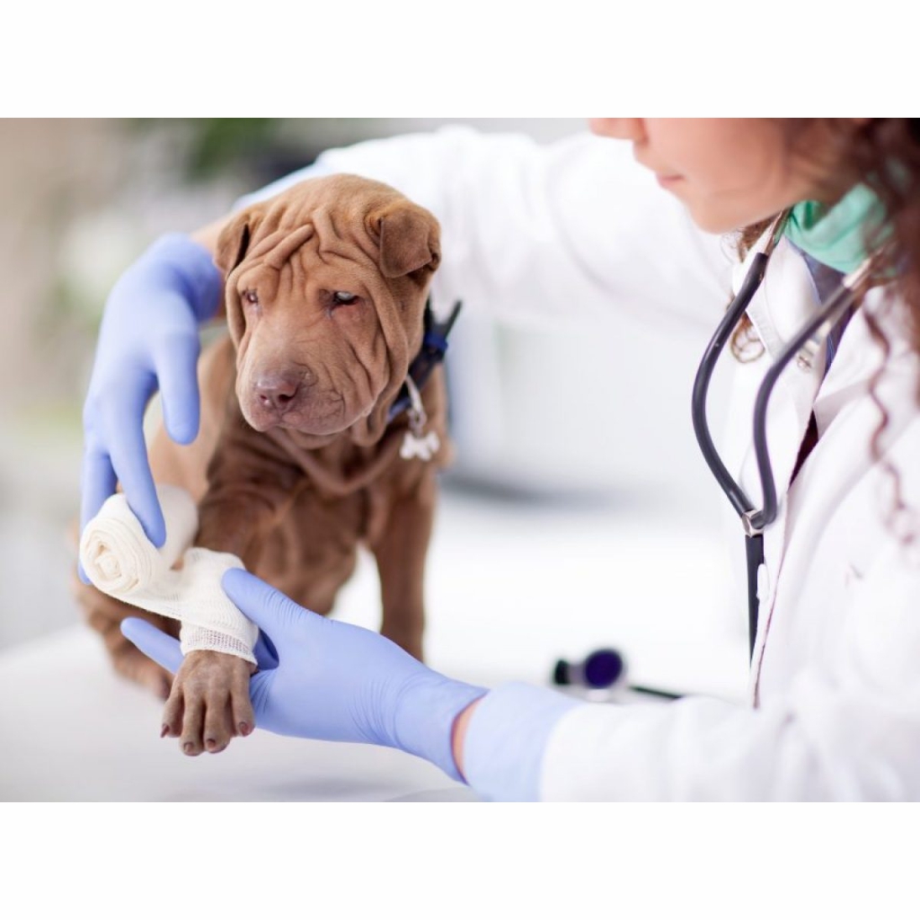 ANALISIS CLINICOS CLINICA VETERINARIA SUPER ALFA (5)