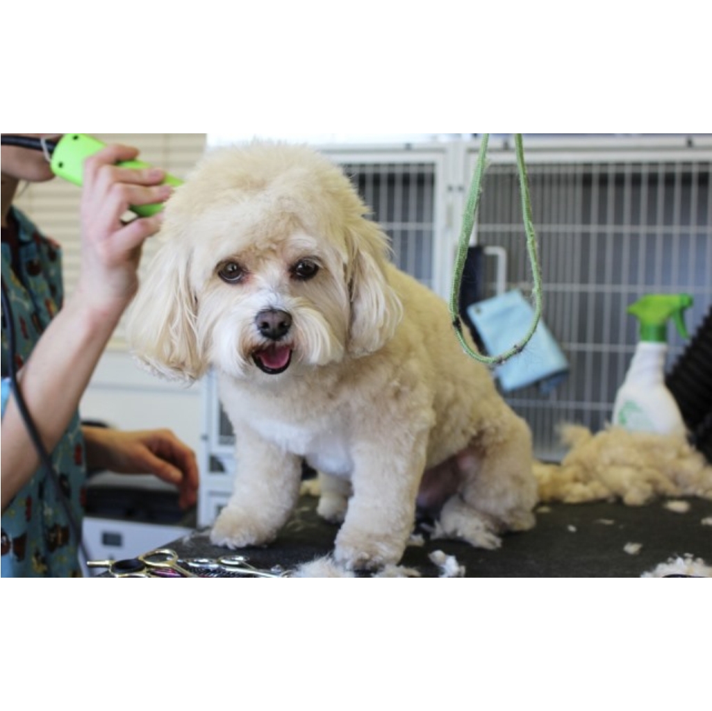 ESTETICA CANINA CLINICA VTERINARIA SUPER ALFA (1)