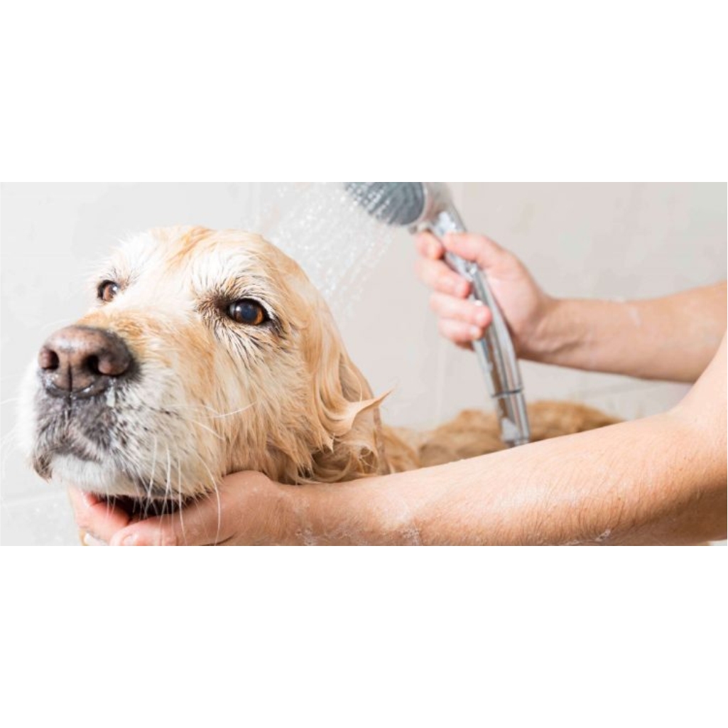 ESTETICA CANINA CLINICA VTERINARIA SUPER ALFA (2)