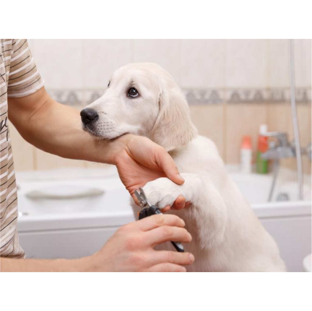ESTETICA CANINA CLINICA VTERINARIA SUPER ALFA (4)