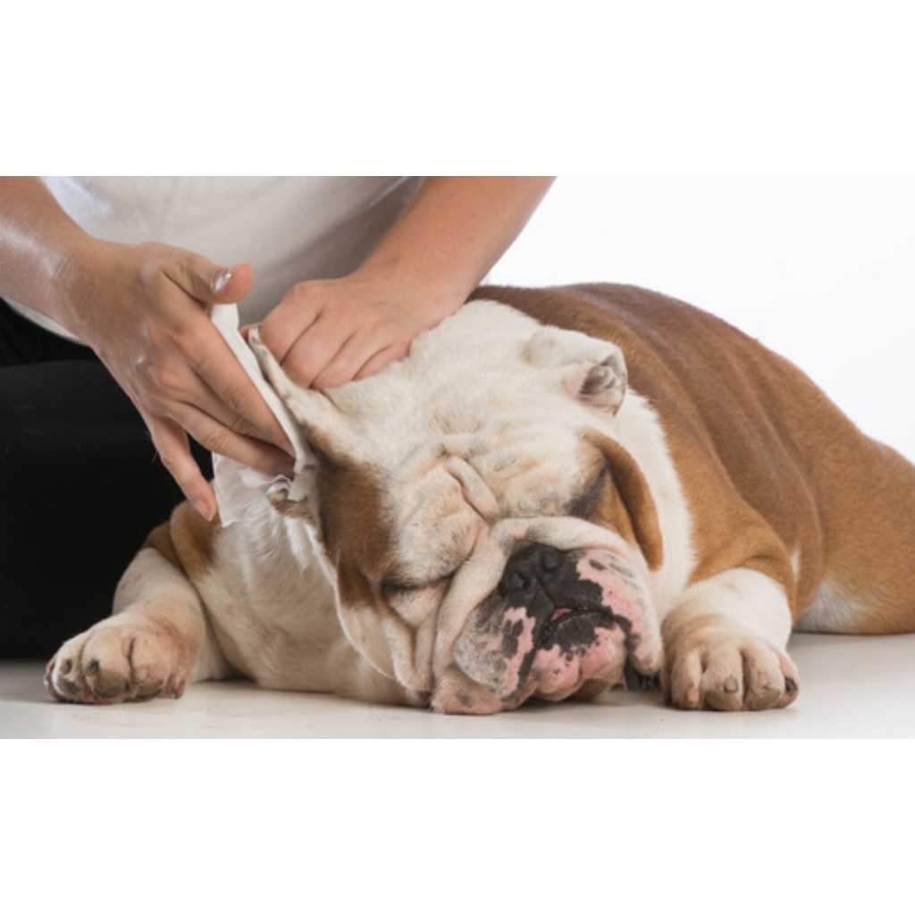 ESTETICA CANINA CLINICA VTERINARIA SUPER ALFA (5)