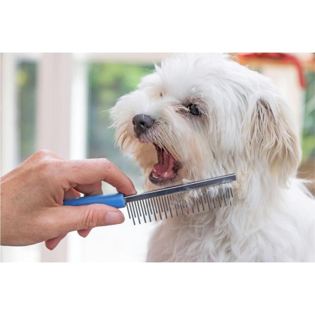 ESTETICA CANINA CLINICA VTERINARIA SUPER ALFA (6)