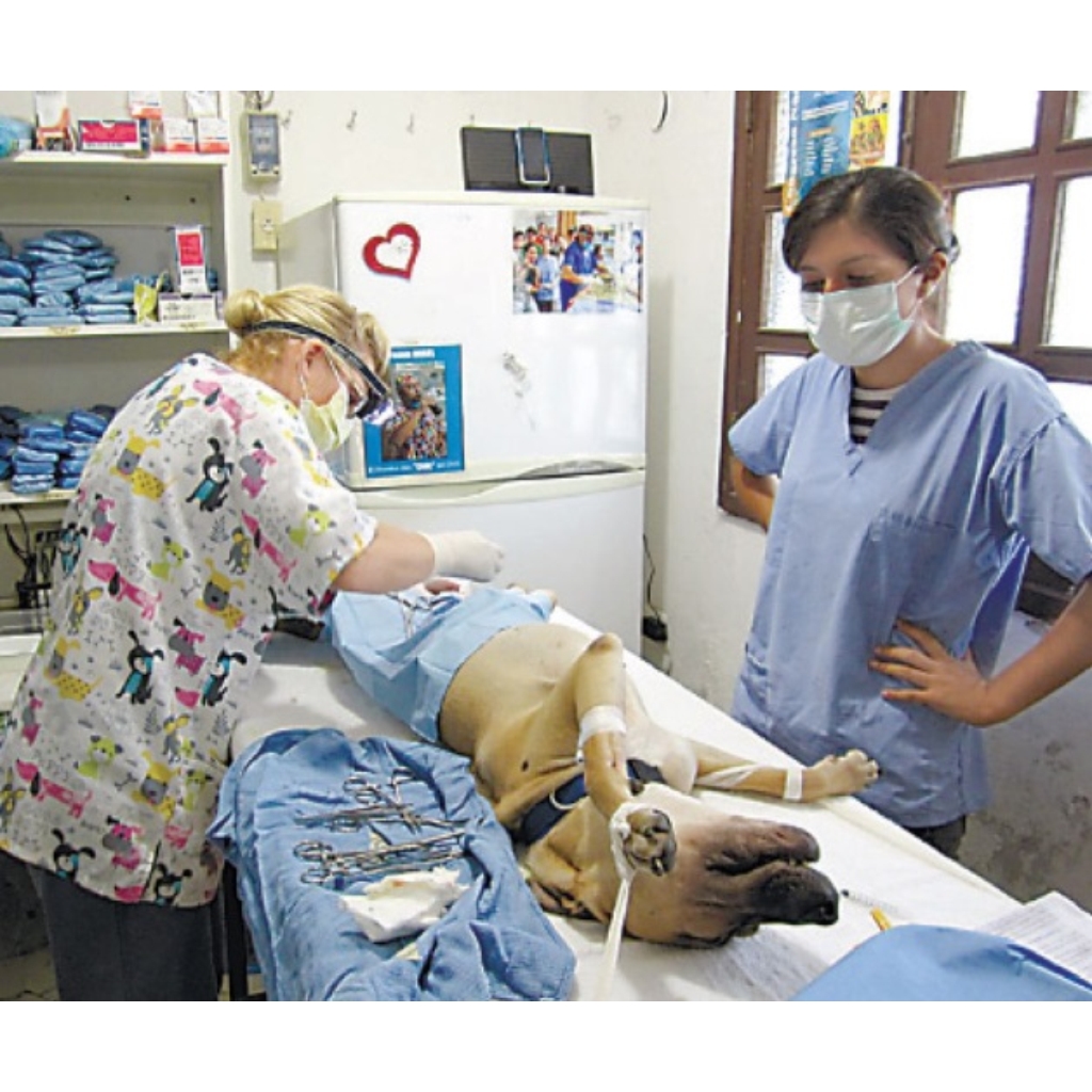 HOSPITALIZACIÓN CLINICA VETRINARIA SUPER ALFA (2)
