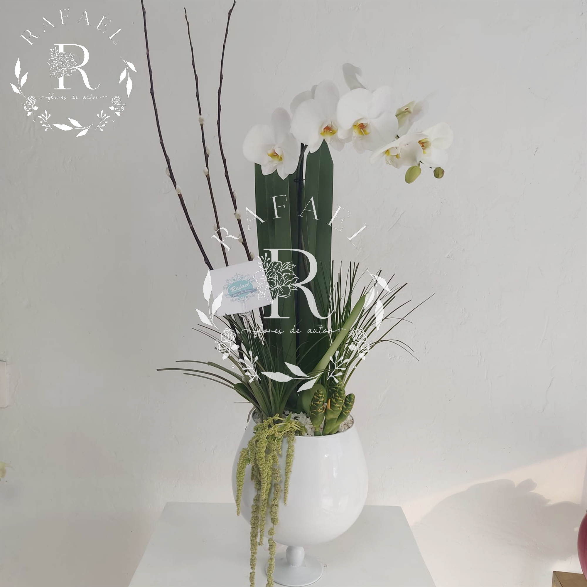ORQUIDEAS PARA TODA OCACIÓN (11)