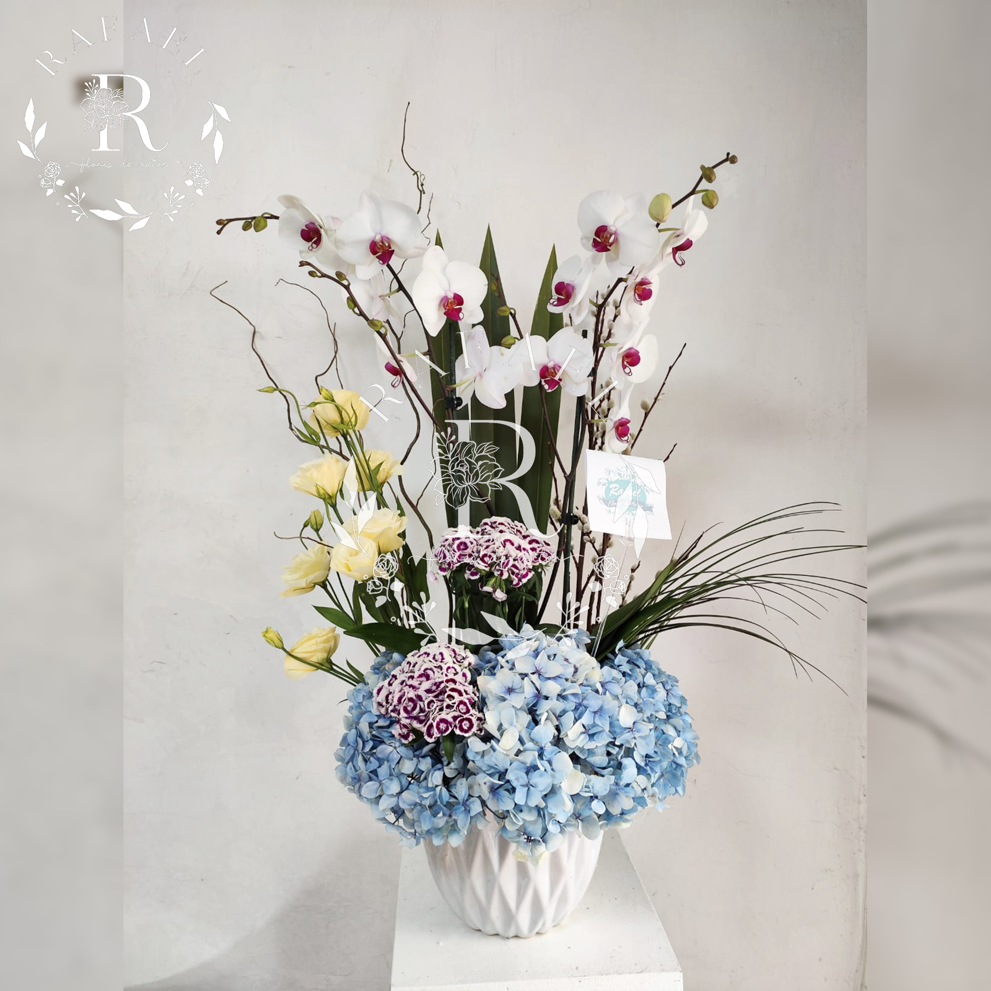 ORQUIDEAS PARA TODA OCACIÓN (12)