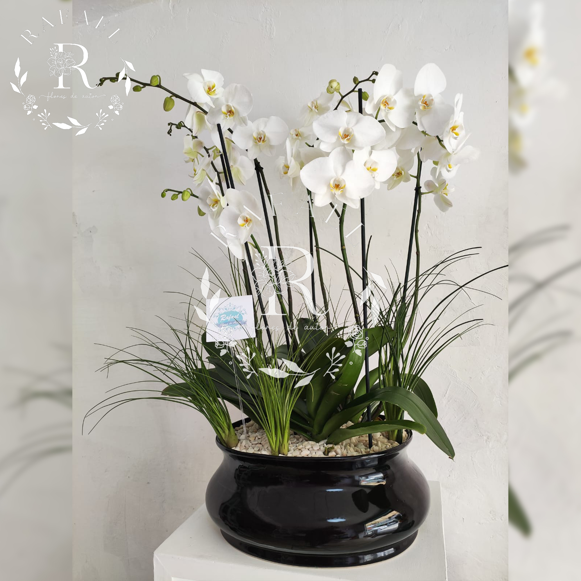 ORQUIDEAS PARA TODA OCACIÓN (13)