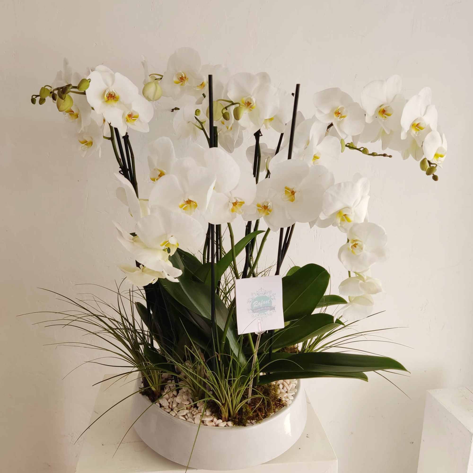 ORQUIDEAS PARA TODA OCACIÓN (16)