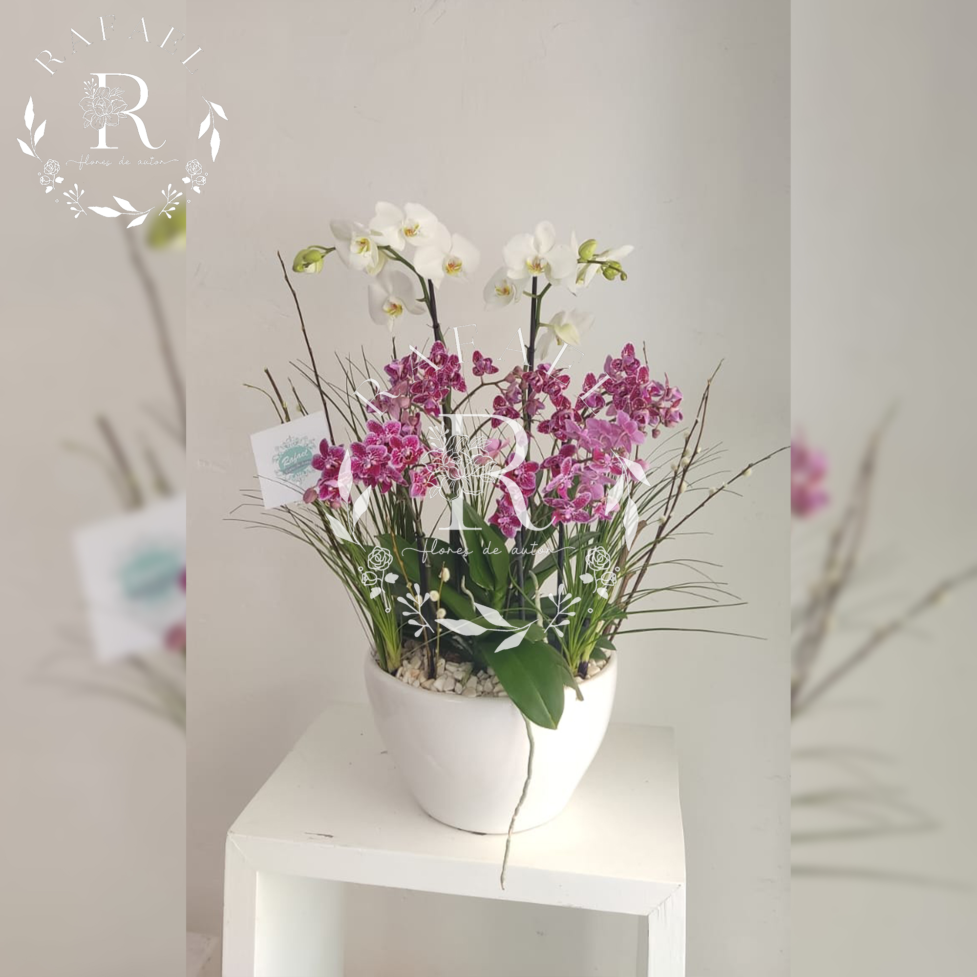 ORQUIDEAS PARA TODA OCACIÓN (17)