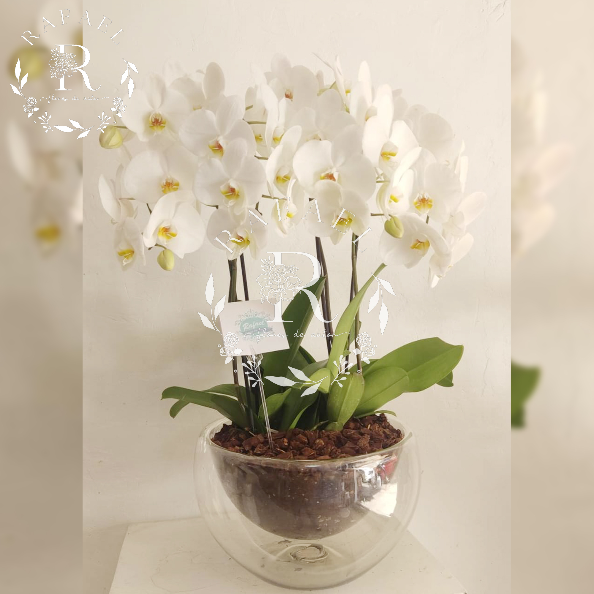 ORQUIDEAS PARA TODA OCACIÓN (19)