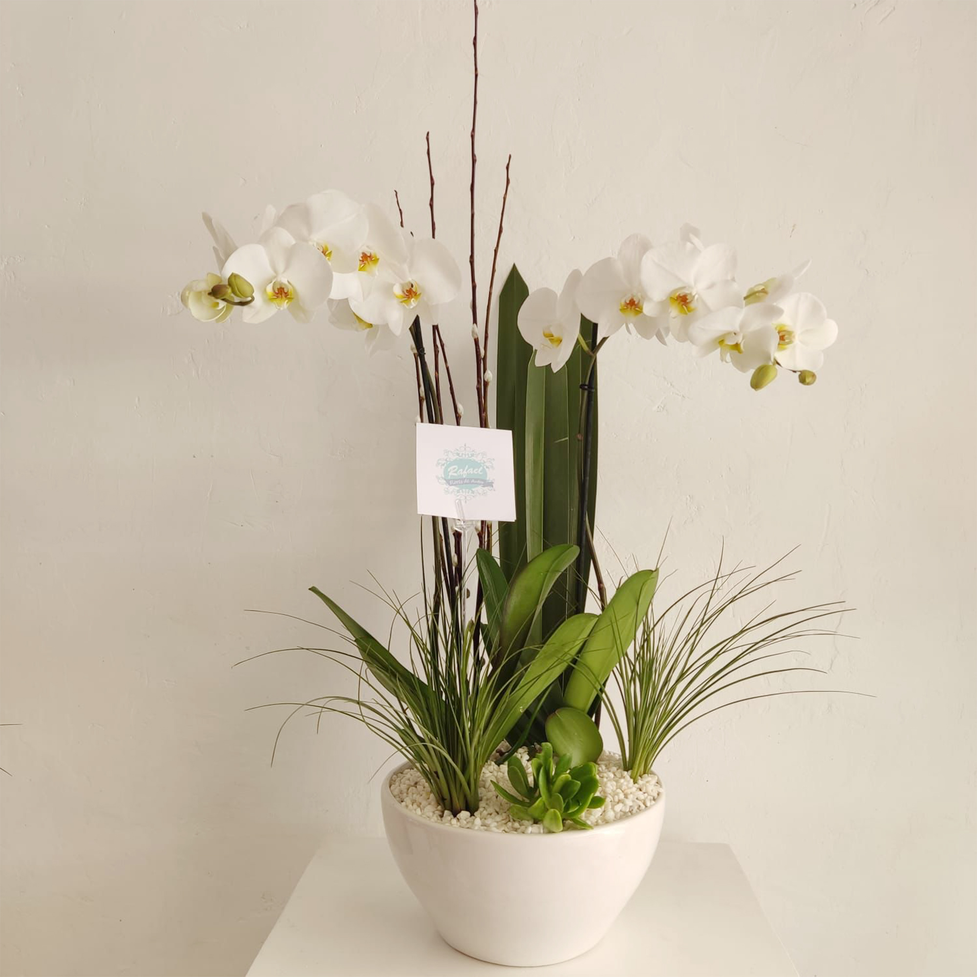 ORQUIDEAS PARA TODA OCACIÓN (2)
