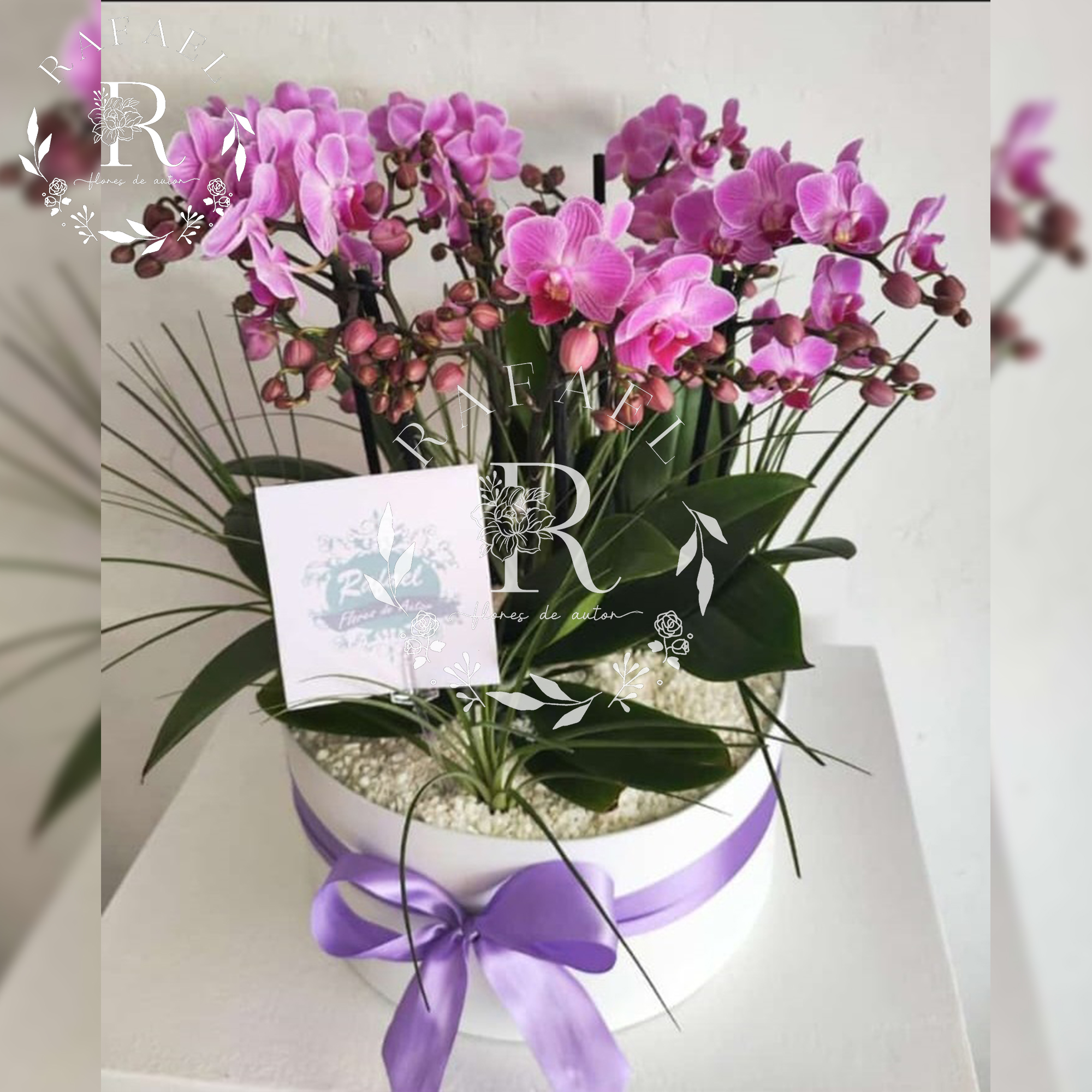 ORQUIDEAS PARA TODA OCACIÓN (20)