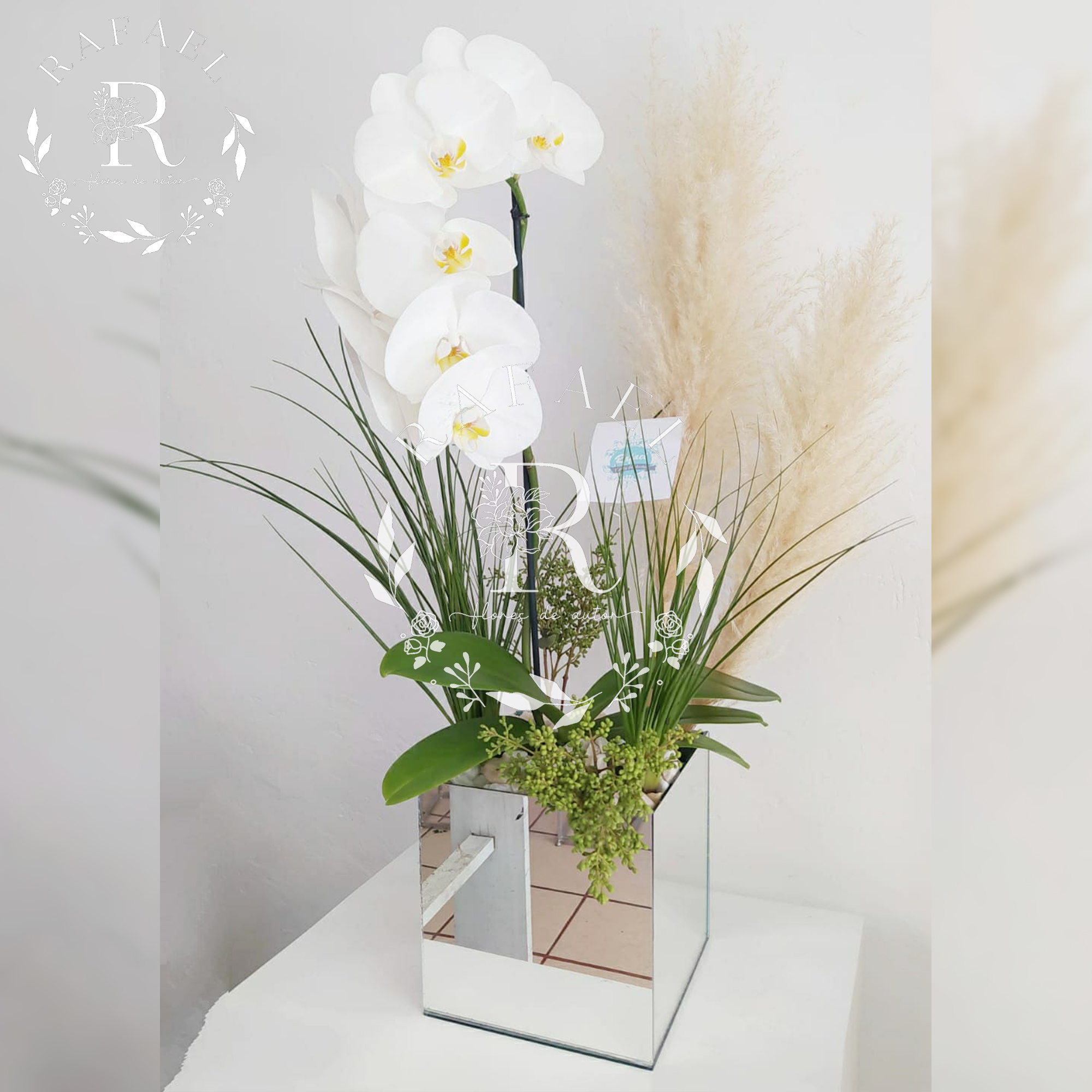 ORQUIDEAS PARA TODA OCACIÓN (21)