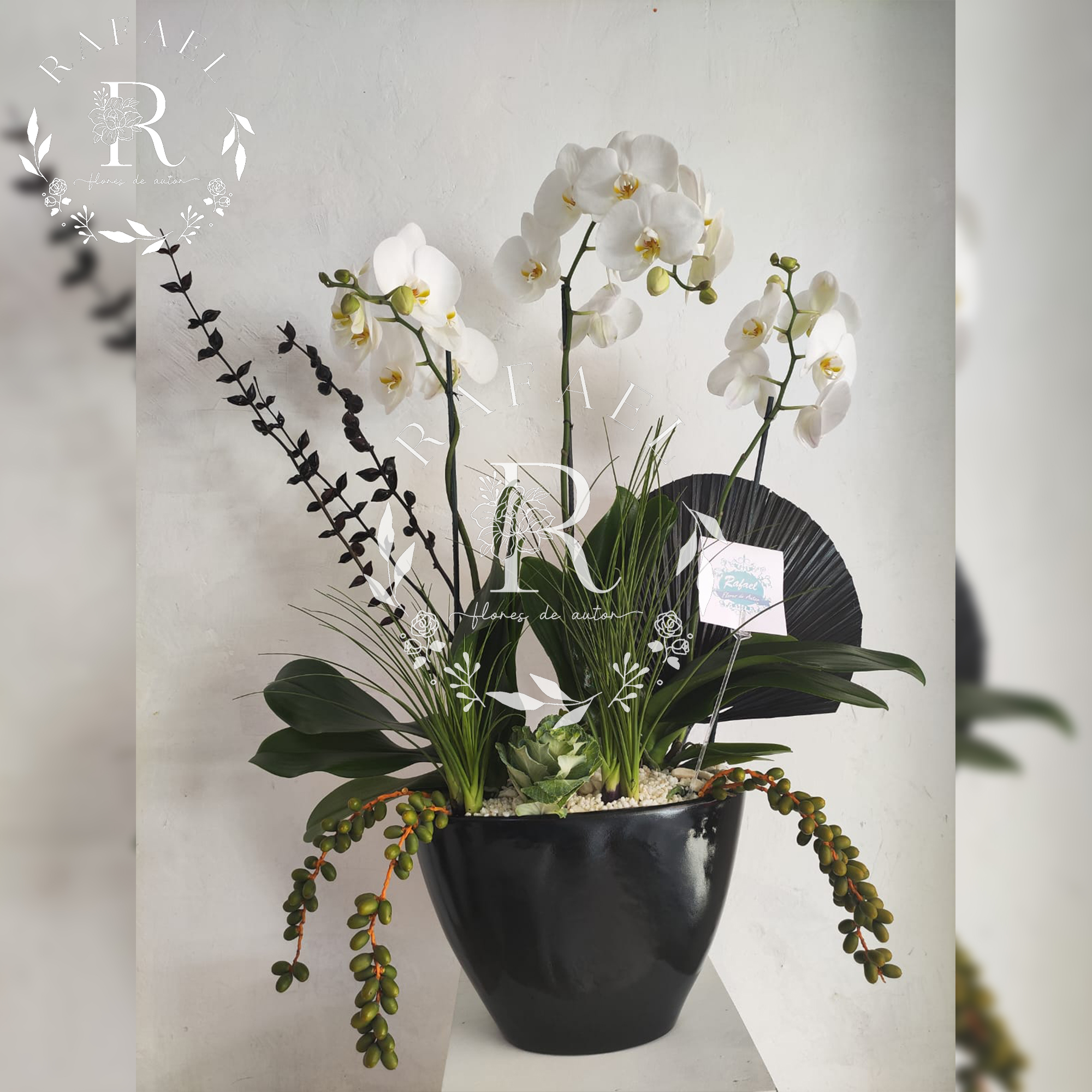 ORQUIDEAS PARA TODA OCACIÓN (6)