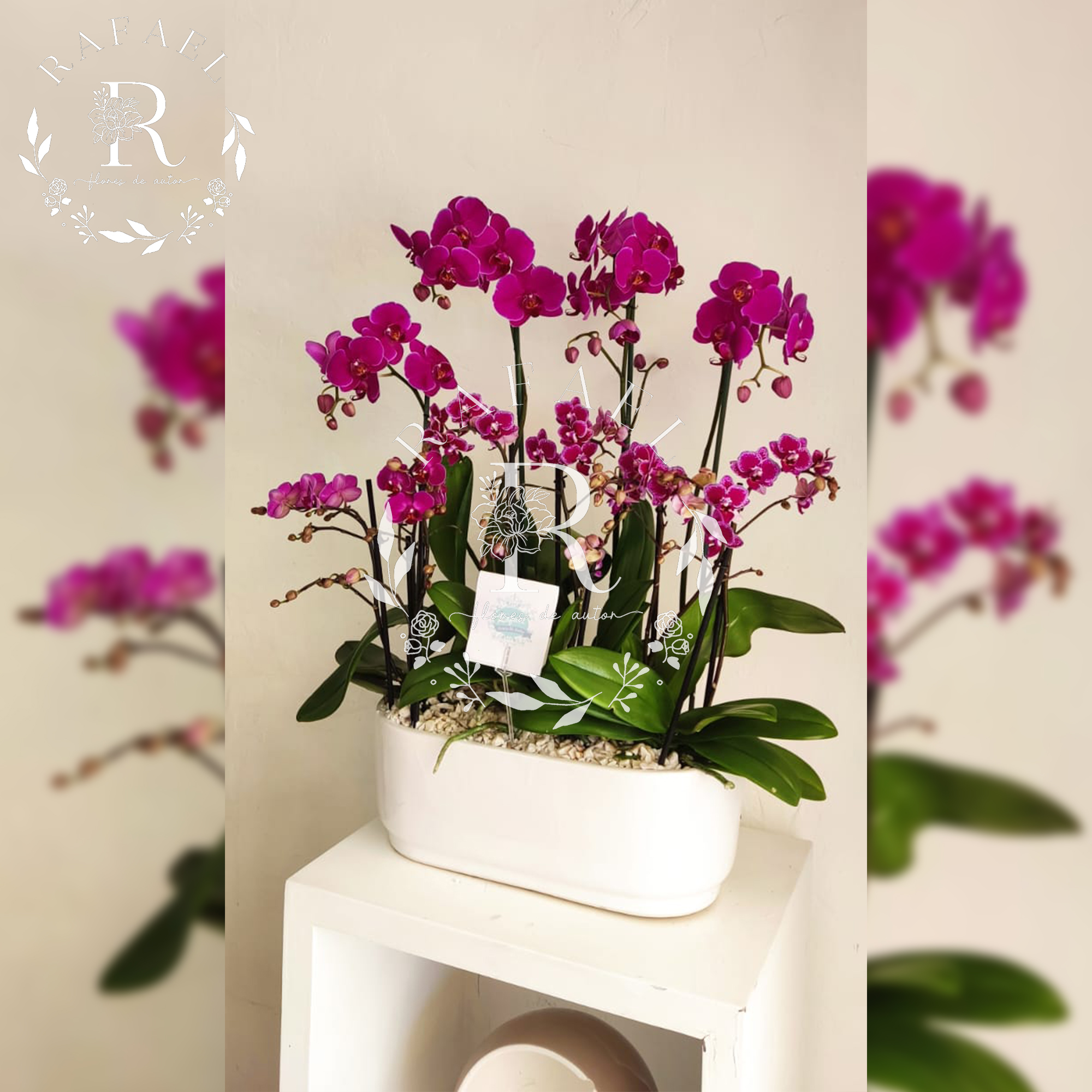 ORQUIDEAS PARA TODA OCACIÓN (7)