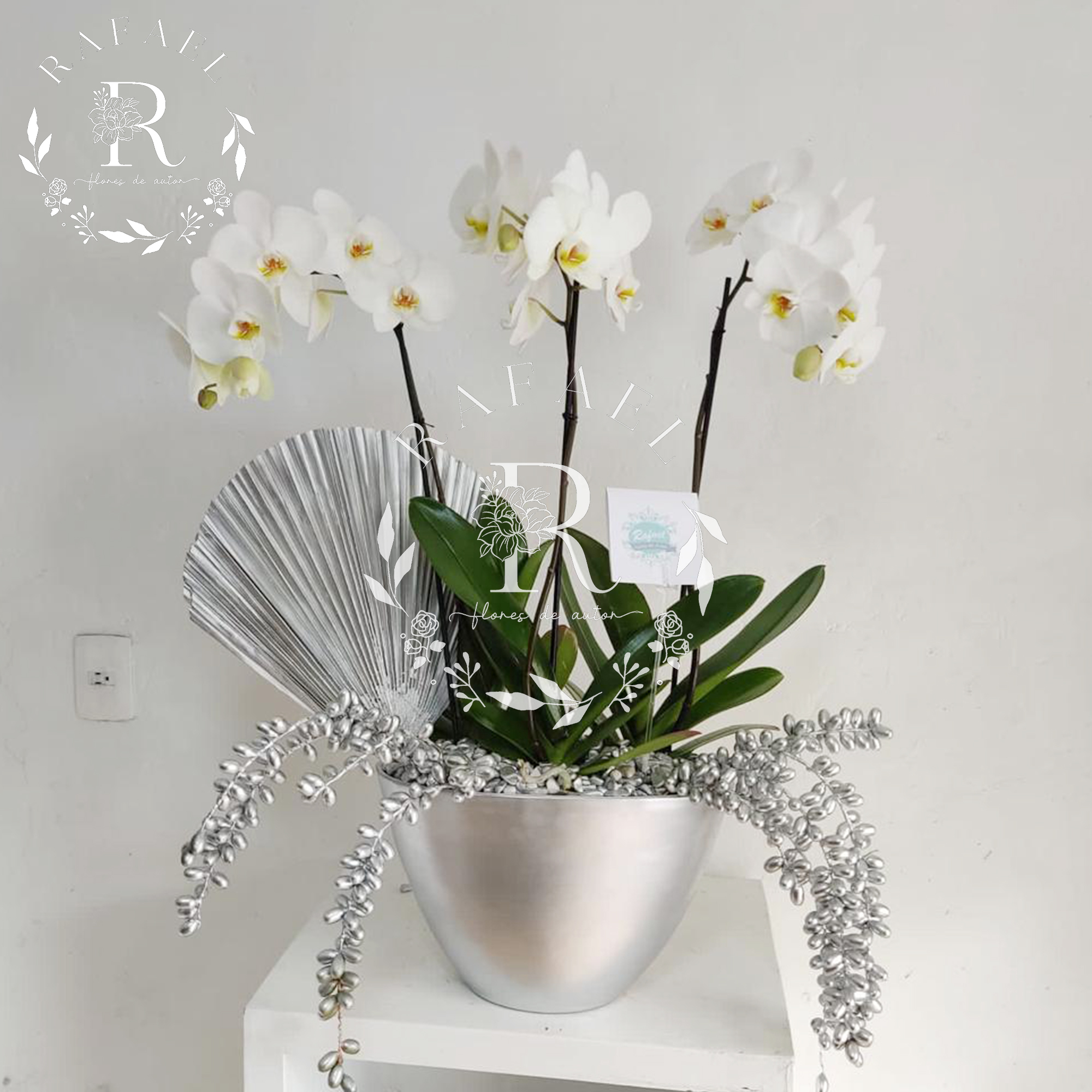 ORQUIDEAS PARA TODA OCACIÓN (9)