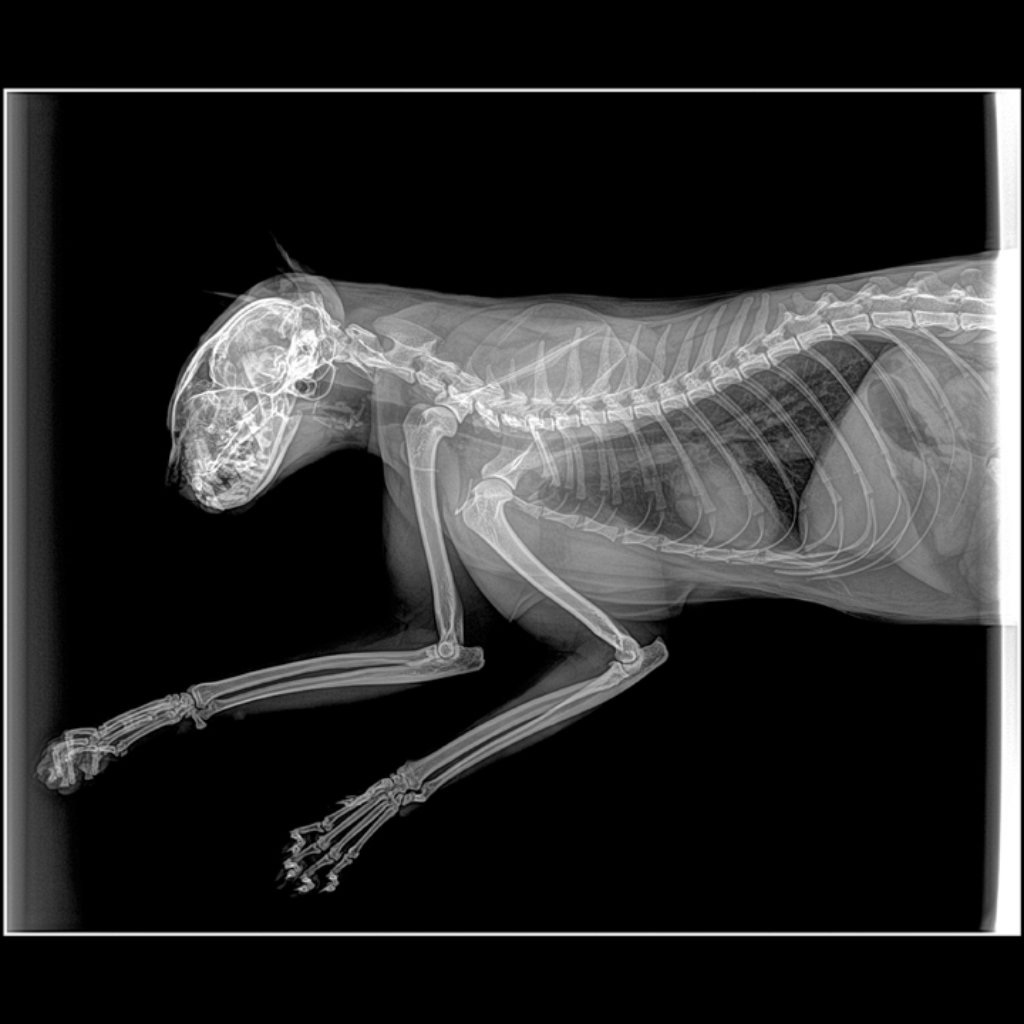 RAYOS X CLINICA VETERINARIA SUPER ALFA (1)