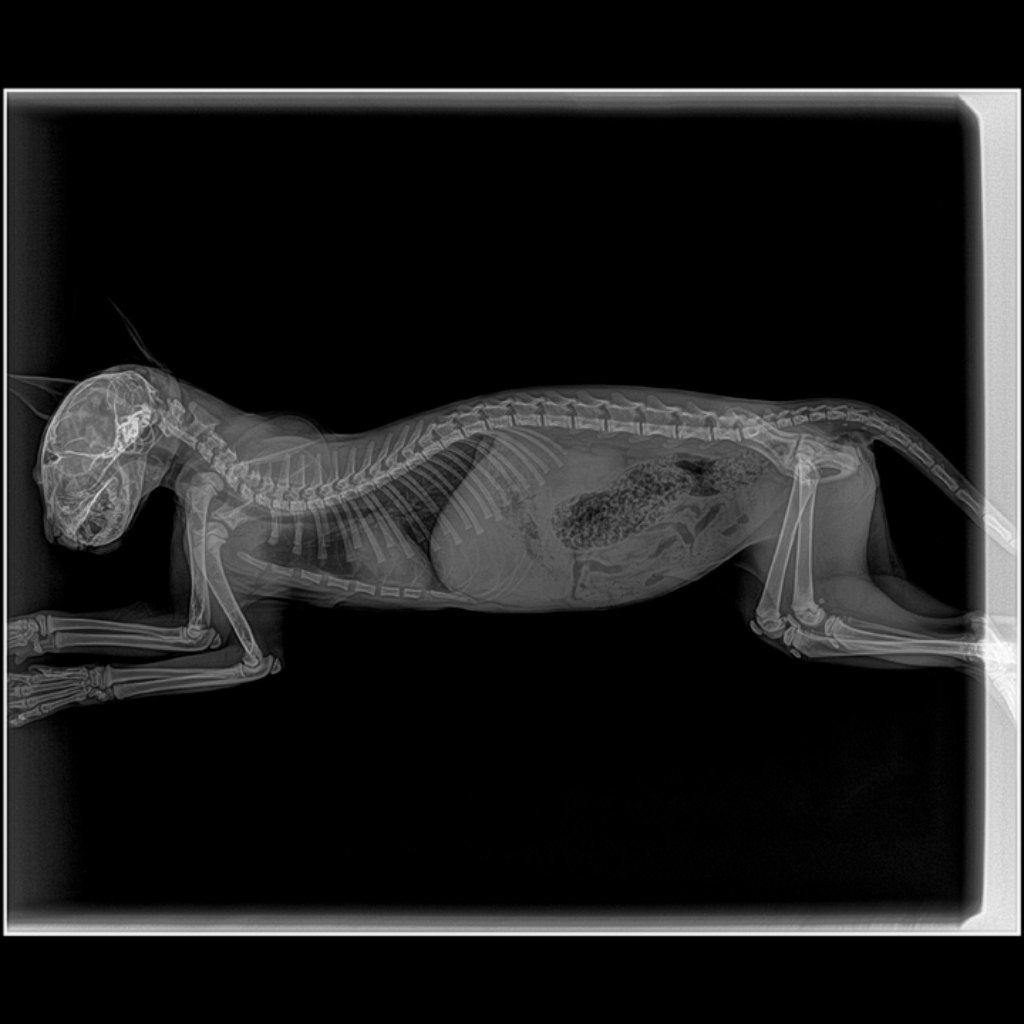 RAYOS X CLINICA VETERINARIA SUPER ALFA (2)