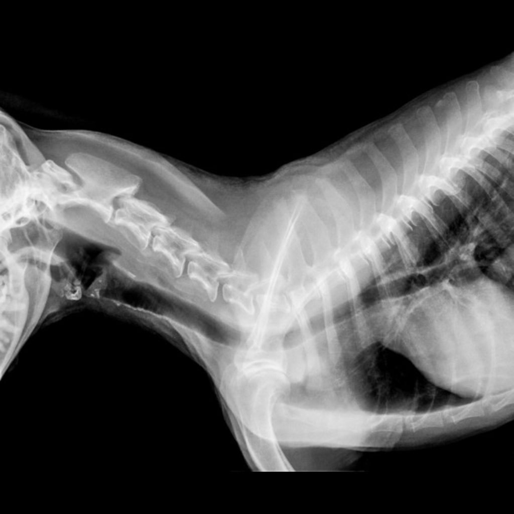 RAYOS X CLINICA VETERINARIA SUPER ALFA (5)