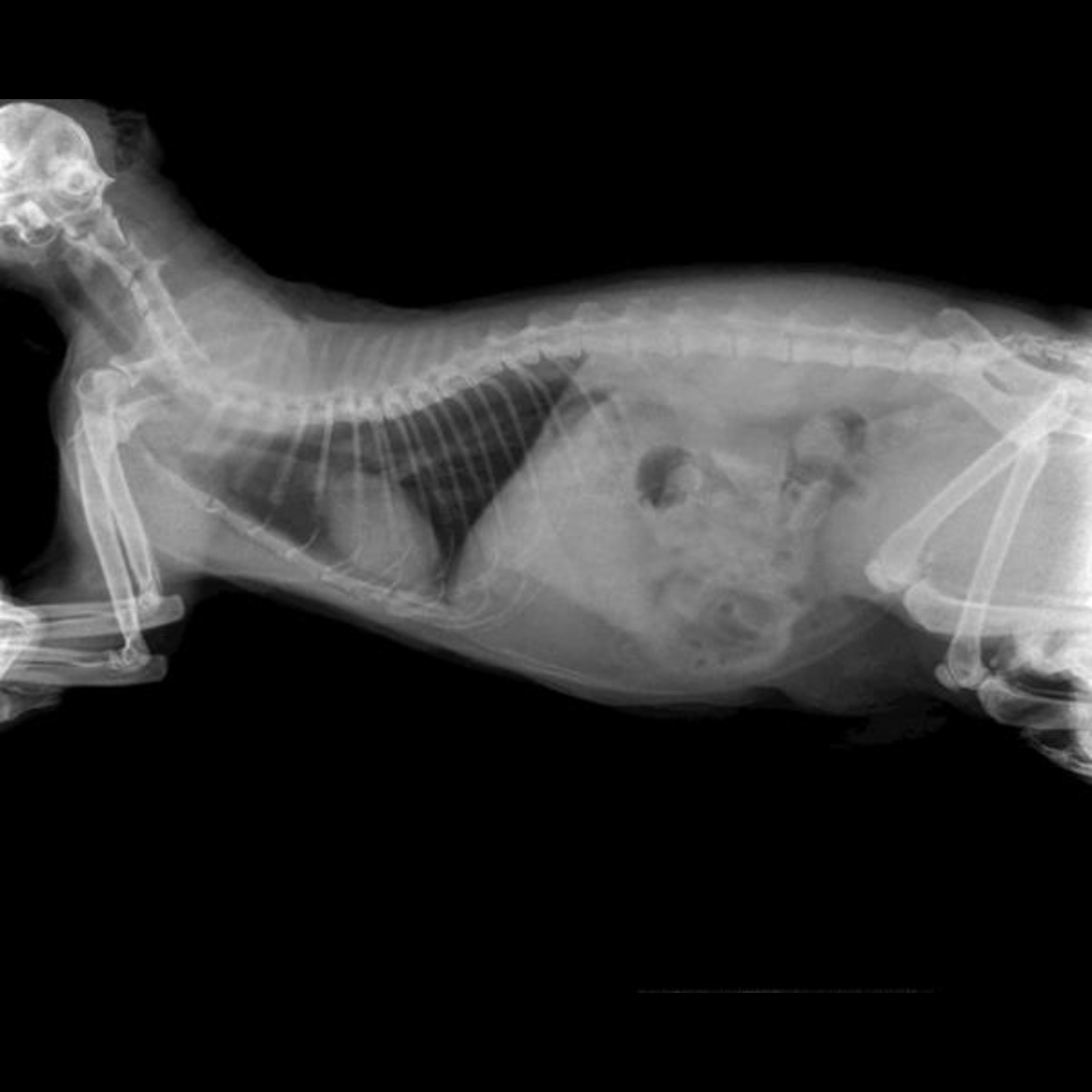 RAYOS X CLINICA VETERINARIA SUPER ALFA (6)