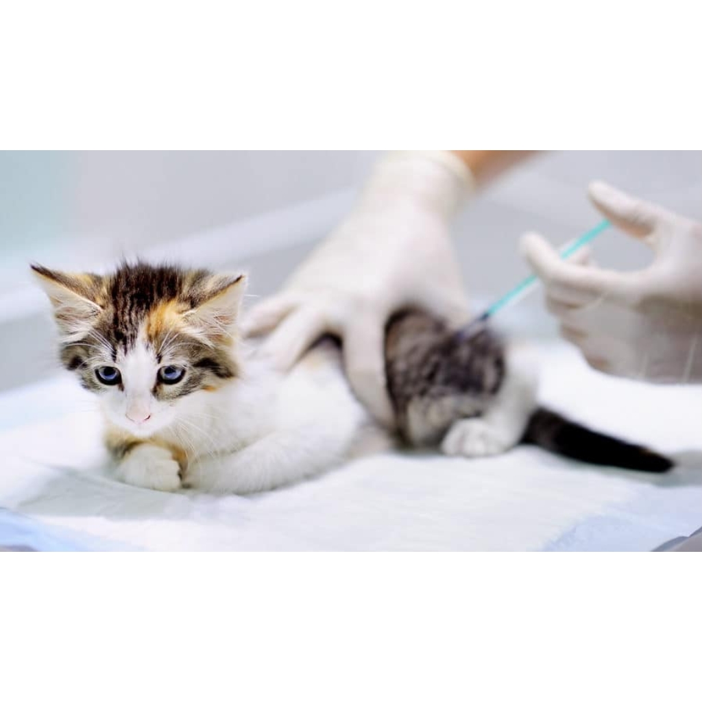 VACUNACION CLINICA VETERINARIA SUPER ALFA (1)