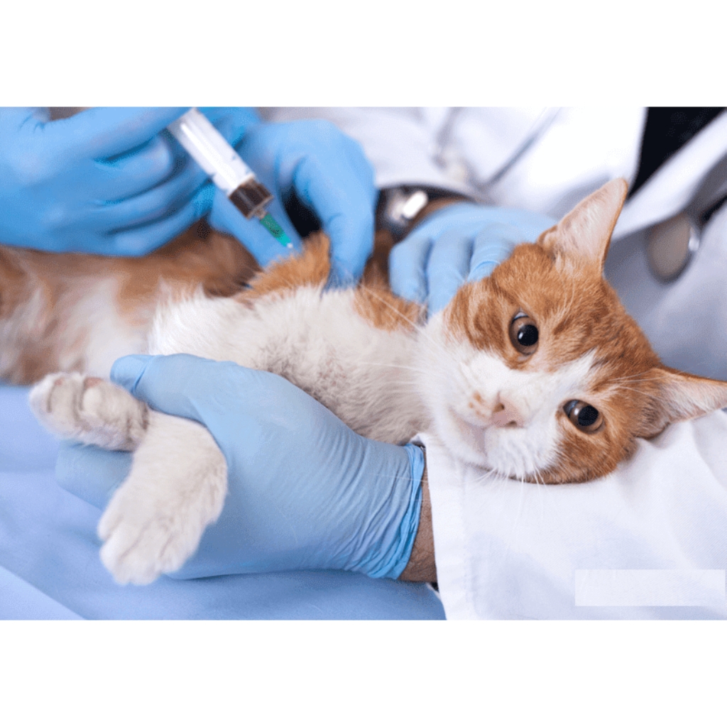 VACUNACION CLINICA VETERINARIA SUPER ALFA (2)