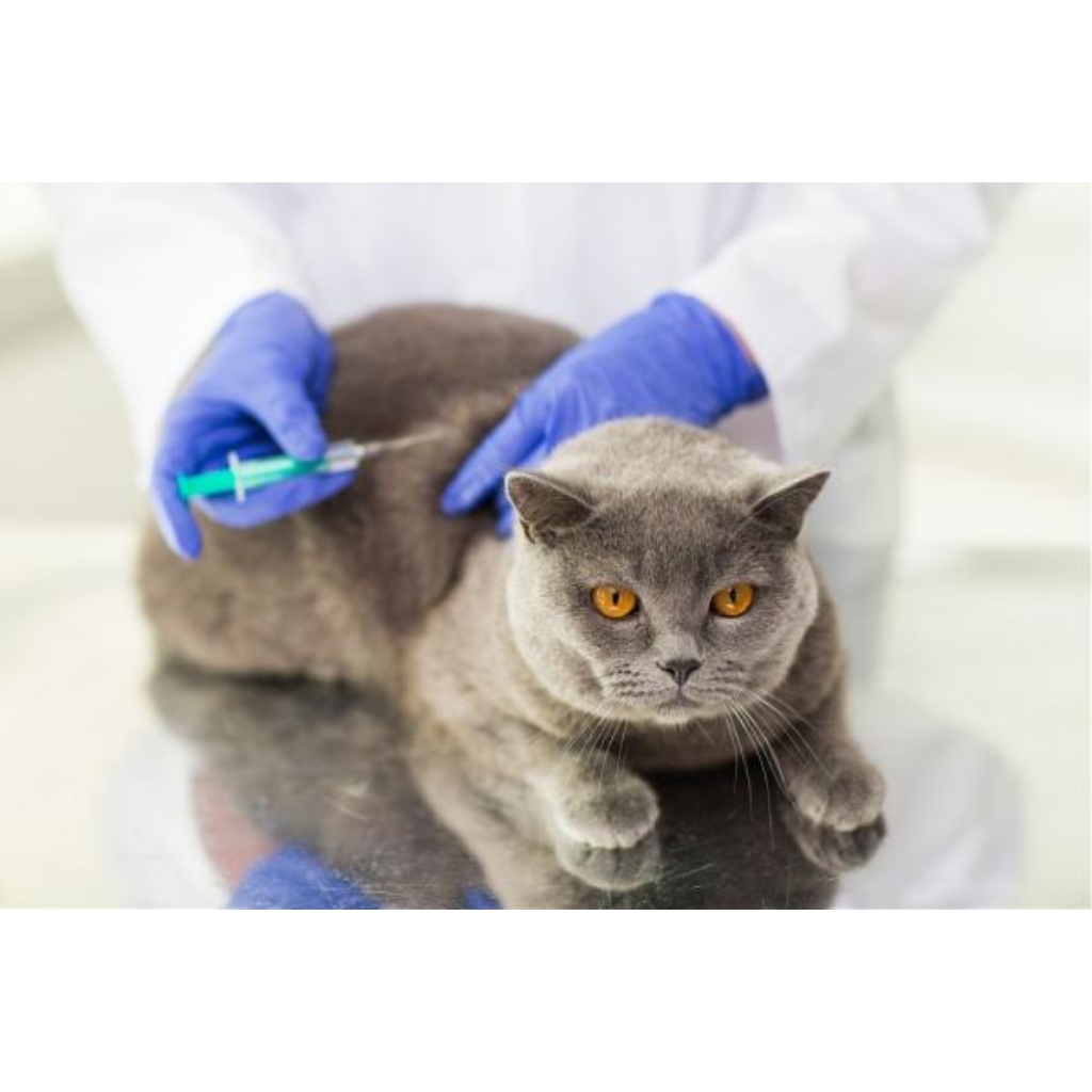 VACUNACION CLINICA VETERINARIA SUPER ALFA (3)