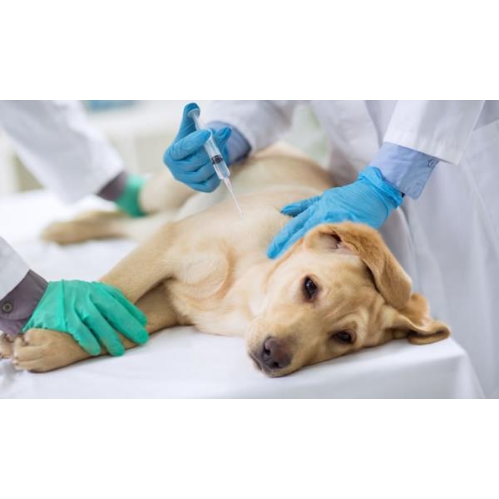 VACUNACION CLINICA VETERINARIA SUPER ALFA (4)
