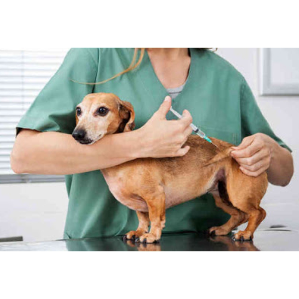 VACUNACION CLINICA VETERINARIA SUPER ALFA (5)
