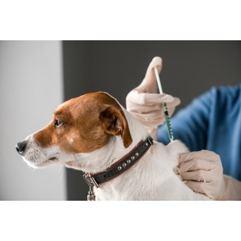 VACUNACION CLINICA VETERINARIA SUPER ALFA (6)
